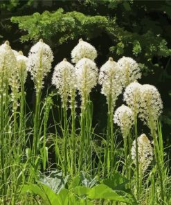 Beargrass Plant Paint By Numbers