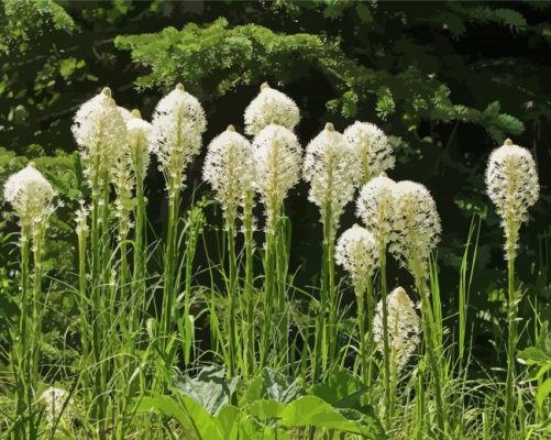 Beargrass Plant Paint By Numbers