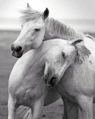 Black And White Two Horses In Love Paint By Numbers