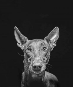Black And White Pharaoh Hound Paint By Numbers