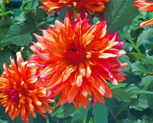 Blooming Red Orange Dahlia Paint By Numbers