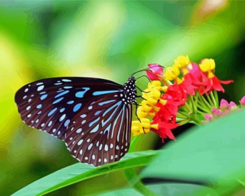 Blue Tiger Butterfly On Flowers Paint By Numbers