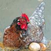 Chicken Sitting On Eggs Paint By Numbers