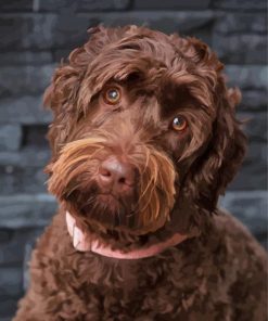 Chocolate Labradoodle Paint By Numbers