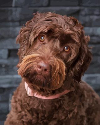 Chocolate Labradoodle Paint By Numbers