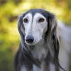 Close Up Saluki Dog Paint By Numbers