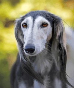 Close Up Saluki Dog Paint By Numbers