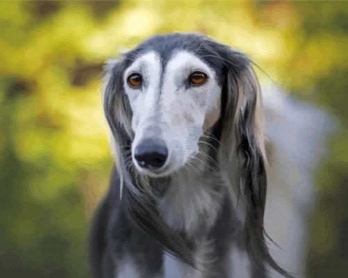 Close Up Saluki Dog Paint By Numbers