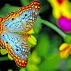 Colorful Butterfly On Flower Paint By Numbers