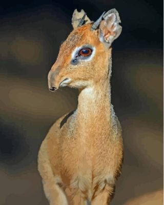 Dik Dik Paint By Numbers