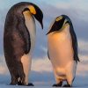 Emperor Penguin Paint By Numbers