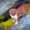 Ermine Short Tailed Weasel Alaska Paint By Numbers