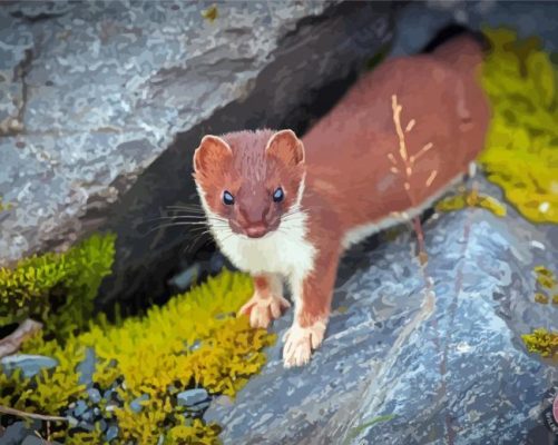 Ermine Short Tailed Weasel Alaska Paint By Numbers