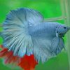 Gray Betta Fish Paint By Numbers