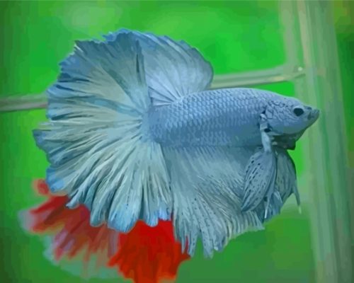 Gray Betta Fish Paint By Numbers