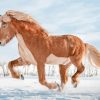 Icelandic Horse Running Paint By Numbers