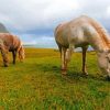 Icelandic Horses Paint By Numbers