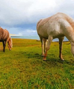 Icelandic Horses Paint By Numbers