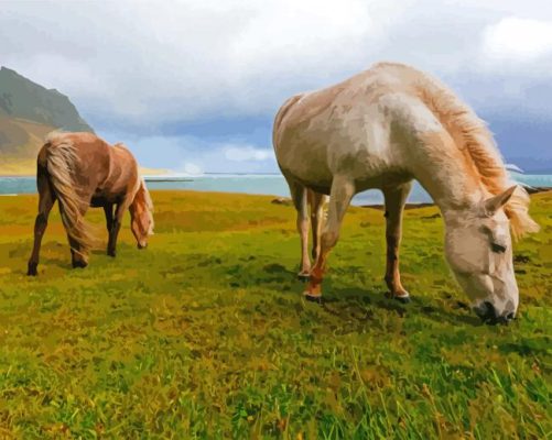 Icelandic Horses Paint By Numbers