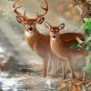 Large Buck And Doe Paint By Numbers