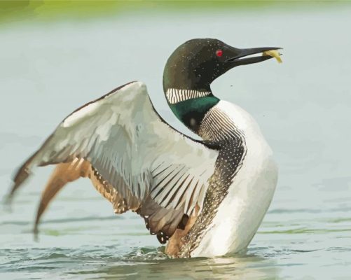 Loon Fishing On Lake Paint By Numbers