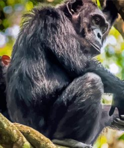 Mom And Baby Chimpanzee On Tree Paint By Numbers