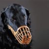 Muzzled Flat Coated Retriever Paint By Numbers