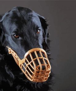Muzzled Flat Coated Retriever Paint By Numbers