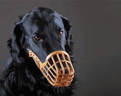 Muzzled Flat Coated Retriever Paint By Numbers