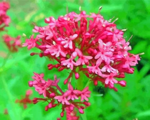 Pink Valerian Paint By Numbers