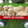 Puppies In Wagon Paint By Numbers