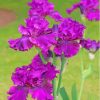Purple Bearded Iris Plants Paint By Numbers