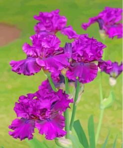 Purple Bearded Iris Plants Paint By Numbers