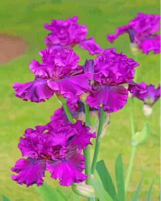 Purple Bearded Iris Plants Paint By Numbers