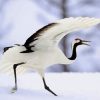 Red Crowned Crane Bird Paint By Numbers