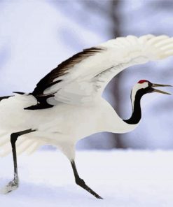 Red Crowned Crane Bird Paint By Numbers