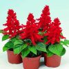 Salvia Splendens Paint By Numbers
