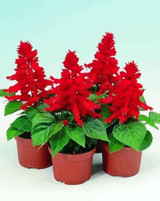 Salvia Splendens Paint By Numbers