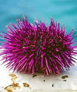 Sea Urchin Paint By Numbers