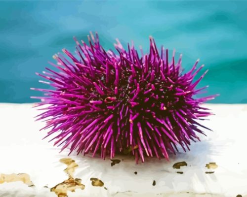 Sea Urchin Paint By Numbers