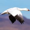 Snow Goose Paint By Numbers
