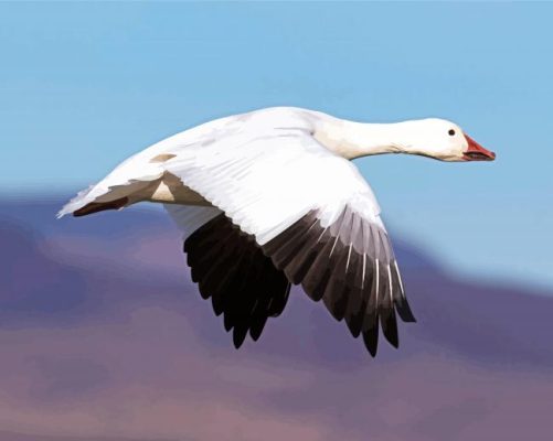 Snow Goose Paint By Numbers