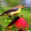Sunbird On A Flower Paint By Numbers