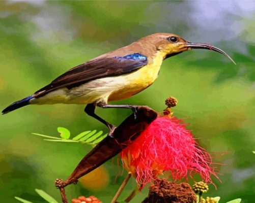 Sunbird On A Flower Paint By Numbers