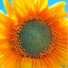 Sunflower Blue Sky Paint By Numbers