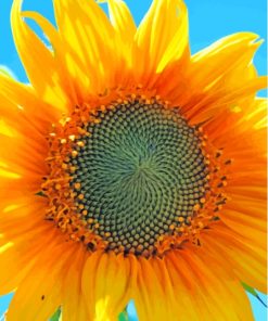 Sunflower Blue Sky Paint By Numbers