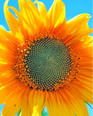 Sunflower Blue Sky Paint By Numbers