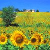 Sunflowers Field Italy Paint By Numbers