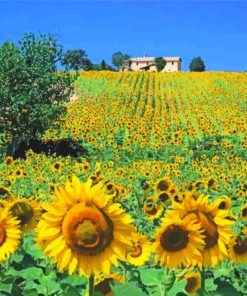 Sunflowers Field Italy Paint By Numbers