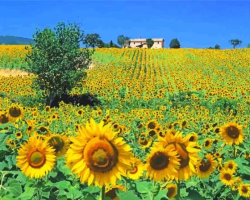 Sunflowers Field Italy Paint By Numbers